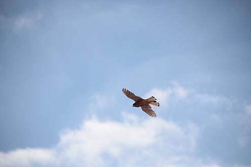 Nachrichten-Juni-20-Eagle