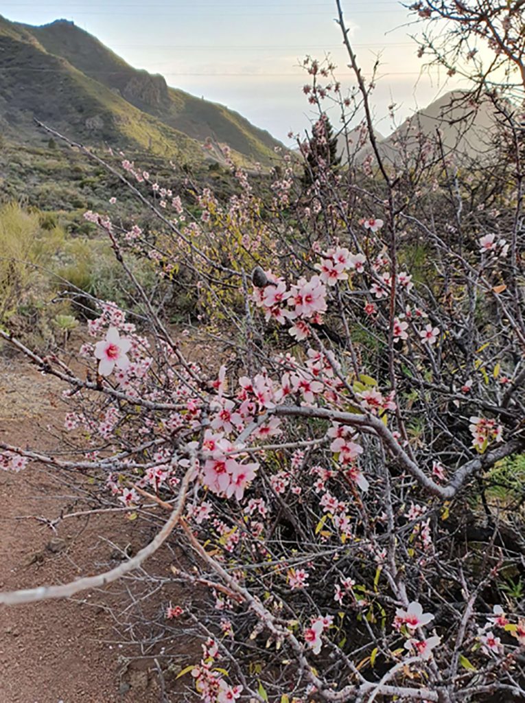 LP-Almond-Trees-27-01-20-1