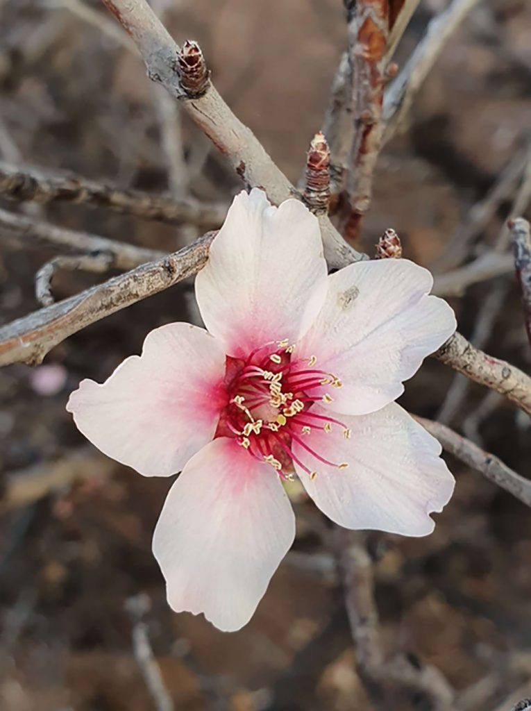 LP-Almond-Trees-27-01-20-6