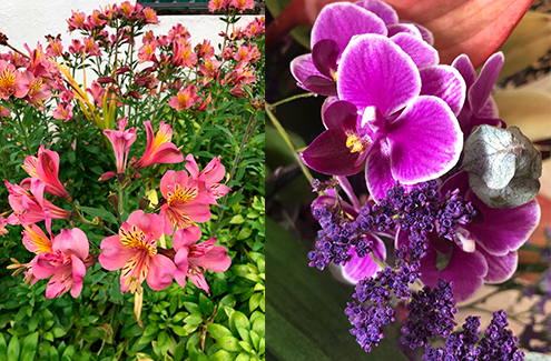 News-Juni-20-Blumen